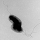 Illustration for article titled One good reason to welcome parasitic infections